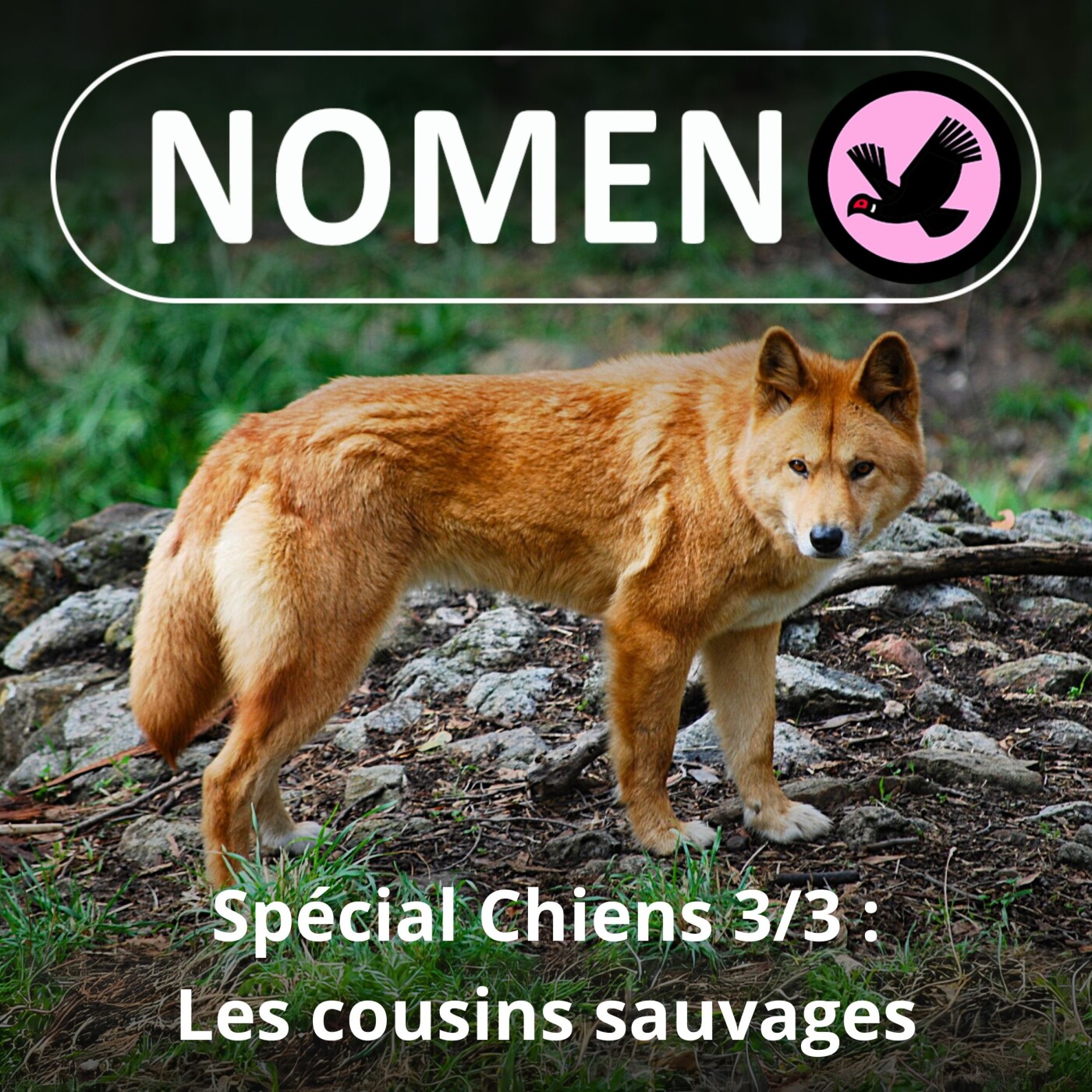 SPÉCIAL Chiens 3/3 : Dingo, Dhole, Chacal, Otocyon : Les cousins des chiens