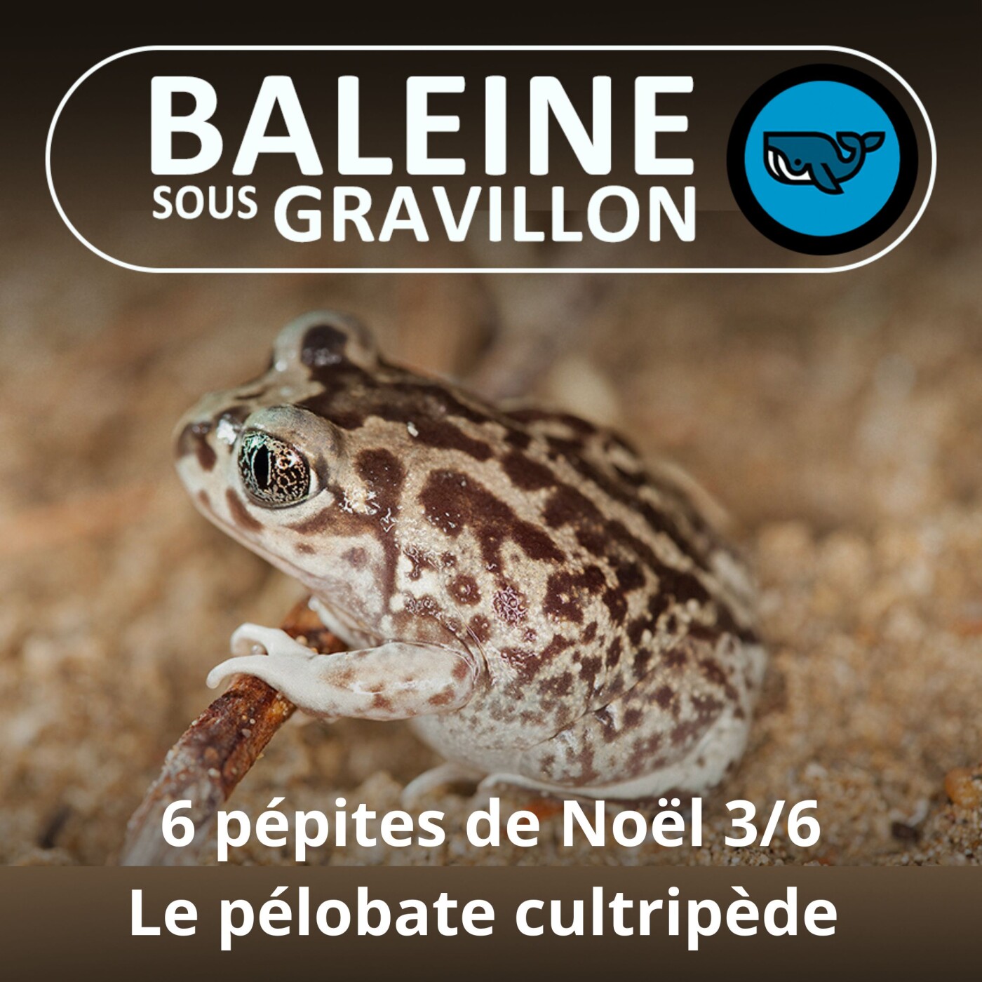 6 PÉPITES DE NOËL 3/6 : Le Pélobate cultripède, un mini bulldozer aux yeux de chat