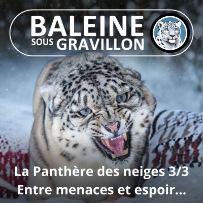 HORS-SÉRIE La Panthère des neiges 3/3 : Les menaces, mais aussi l'espoir ! cover