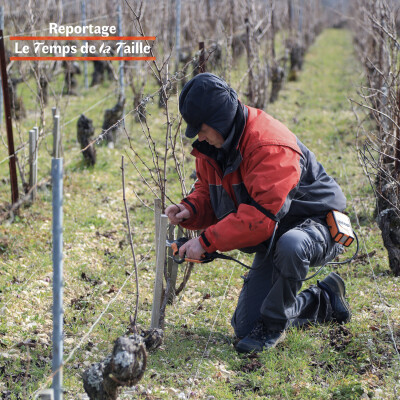 Reportage : Le temps de la taille cover