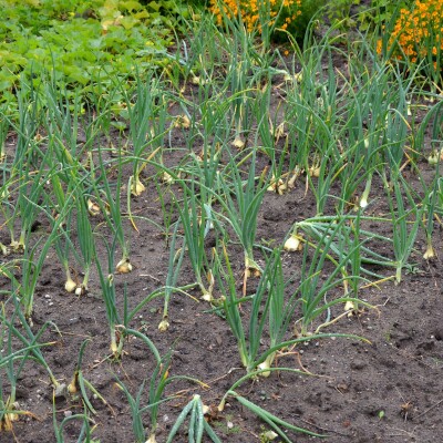Les biodéchets se transforment en terreau ! cover
