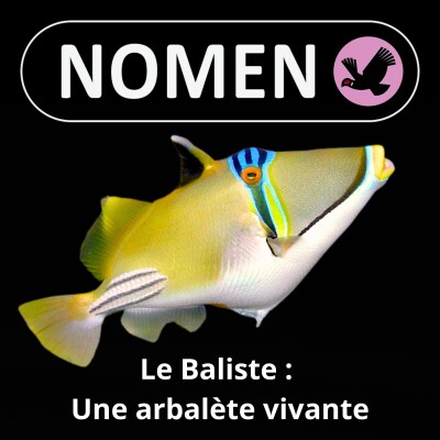 S05E31 Le Baliste : Une arbalète vivante cover