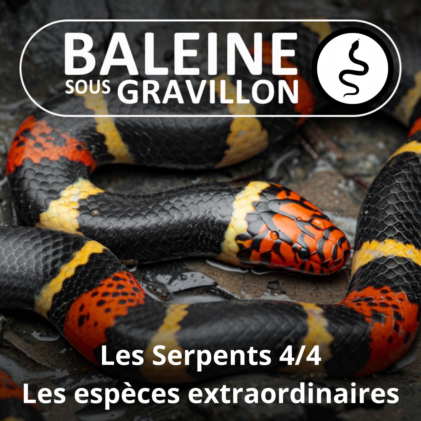 S02E47 Les Serpents 4/4 : Les espèces les plus étonnantes episode artwork