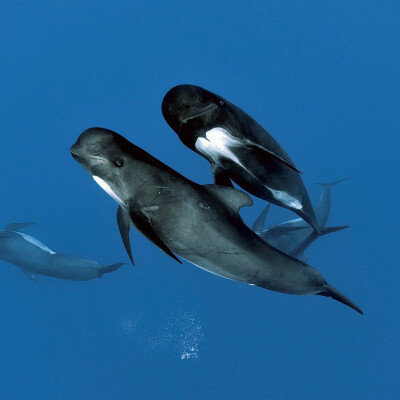 De Monaco à Saint-Raphaël: une mission pour protéger cétacés cover