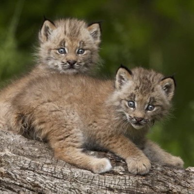 S03E25 Lynx 6/6 : t'as d'bons yeux tu sais ? Gilles Moyne (créateur du centre Athénas) cover