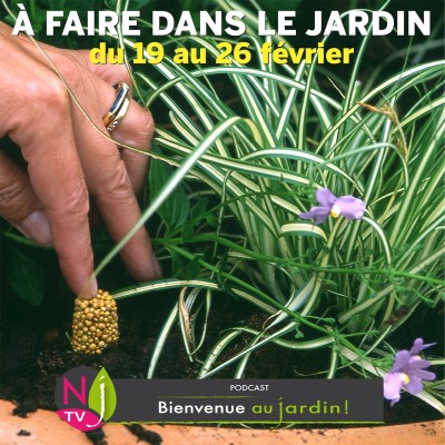 QUE FAIRE DANS LE JARDIN DU 19 AU 26 FÉVRIER ? cover