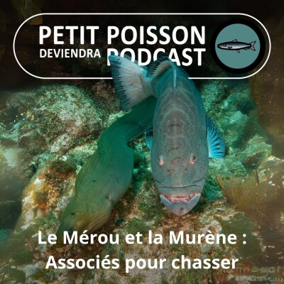 BEST OF D'ÉTÉ #10 : Le Mérou et la Murène, deux chasseurs sachant chasser... ensemble !! cover