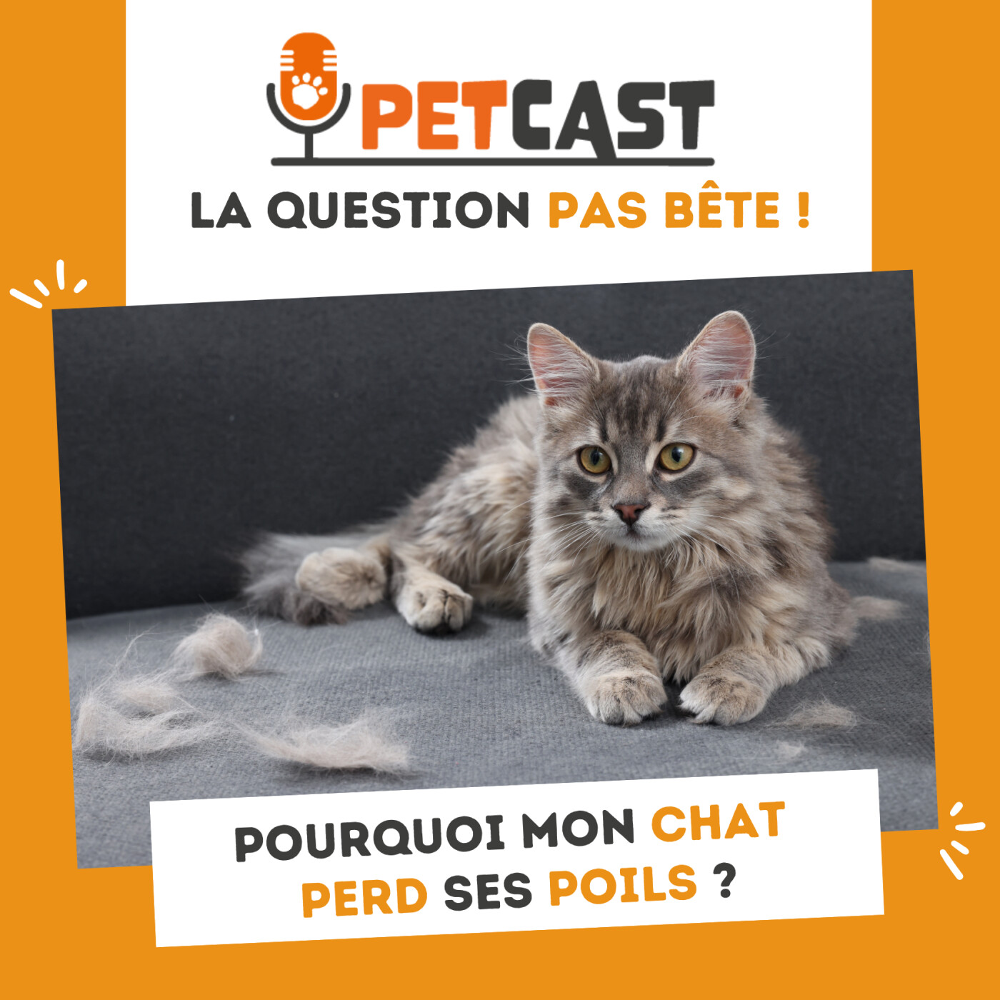 La question pas bête ! 🐾🧐