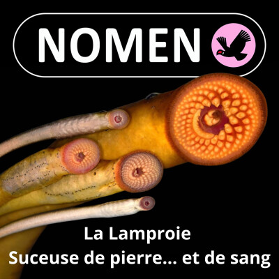 S01E43 La Lamproie : Une suceuse de pierre et de sang venue du fond des âges cover
