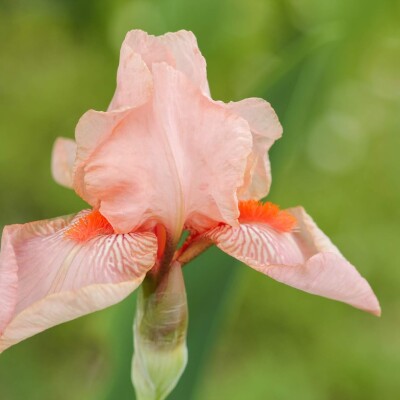 Gérer ses émotions / angoisses - Vishama Vritti (respiration guidée) cover