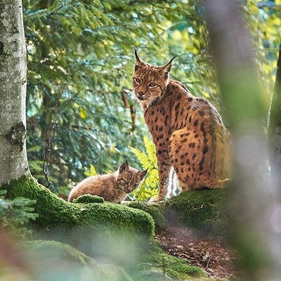S03E24 Lynx 5/6 : Lynx et chasseurs, le difficile partage de la forêt, Gilles Moyne (créateur du centre de soin Athénas) cover