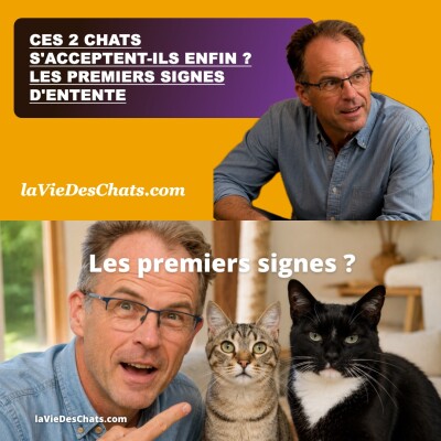 Quand vos deux chats commencent à S'ACCEPTER ? Les premiers signes cover