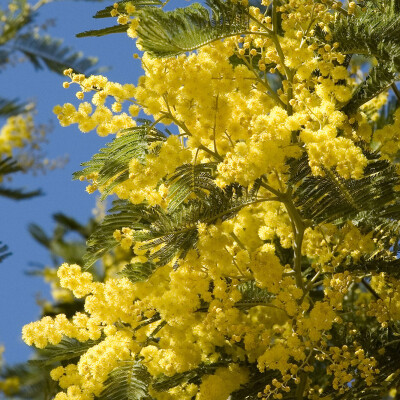 Feuillets Saisonniers Février, Apollon et le Mimosa cover