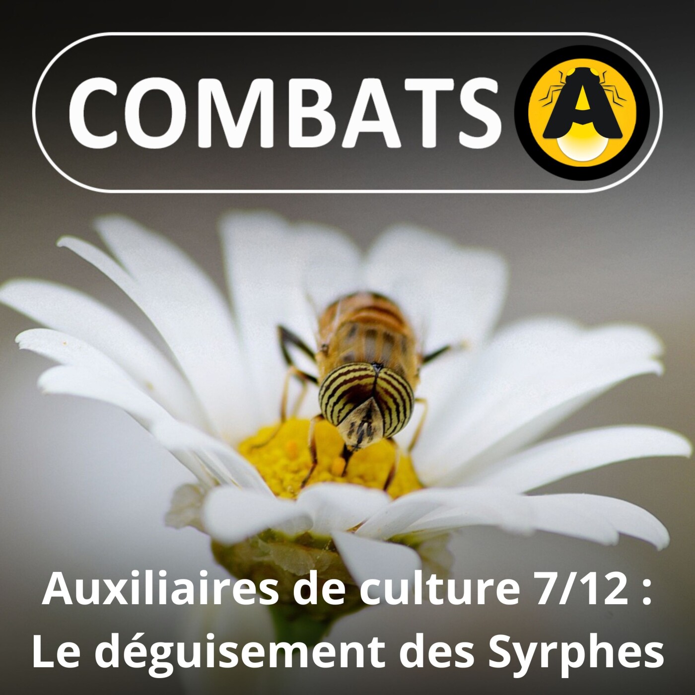 SPÉCIAL Auxiliaires 7/12 : Les Syrphes, des mouches déguisées en abeilles !