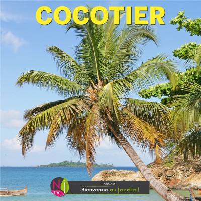 HISTOIRES BOTANIQUES: LE COCOTIER, PALMIER EVOCATEUR DE VACANCES cover