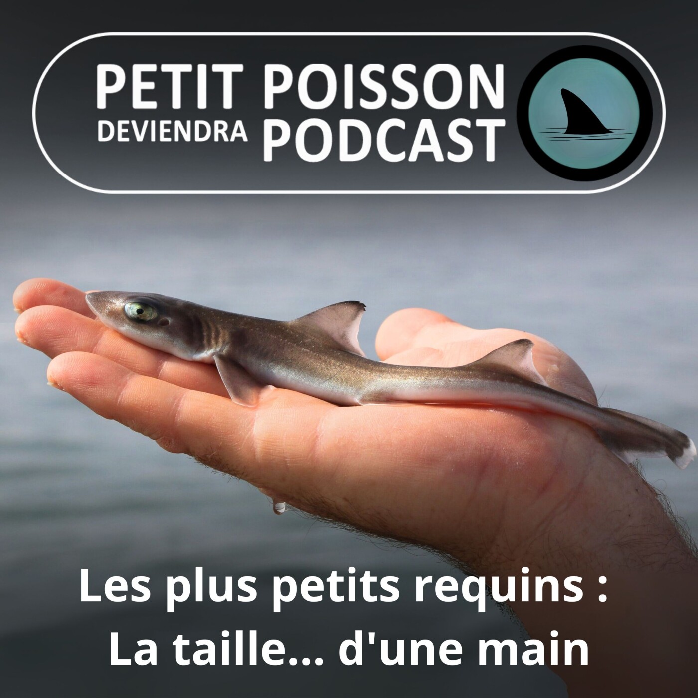 Petit Poisson deviendra Podcast