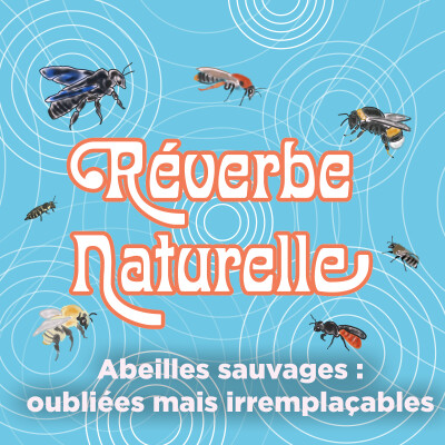 Abeilles sauvages : oubliées mais irremplaçables cover
