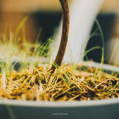 🎙️ Interview • Louise Vroylandt — Réduire et enrichir son fumier avec les micro organismes cover