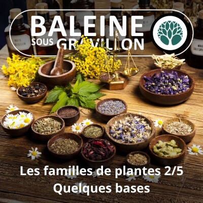 S04E52 Trois grandes familles de plantes 2/5 : Quelques bases cover