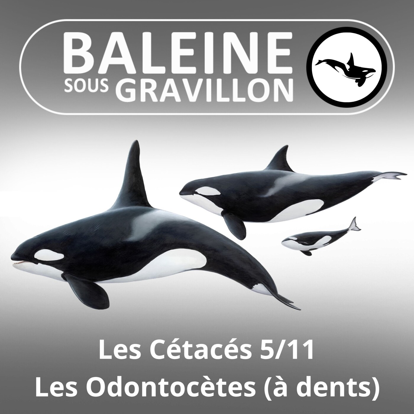 S03E62 Les Cétacés 5 : Cachalots, Orques, Dauphins, Marsouins (à dents et à sonar : Odontocètes) episode artwork