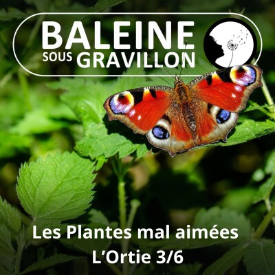 S03E28 Ces plantes mal aimées pourtant si utiles 3/6 : L'Ortie (Ludivine Delamare) cover