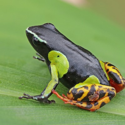 S03E42 Madagascar 3/10 : les ruses des scientifiques pour capturer les animaux, Evrard Wendenbaum (explorateur) cover