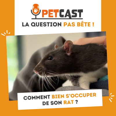 Comment bien s’occuper de son rat ? cover