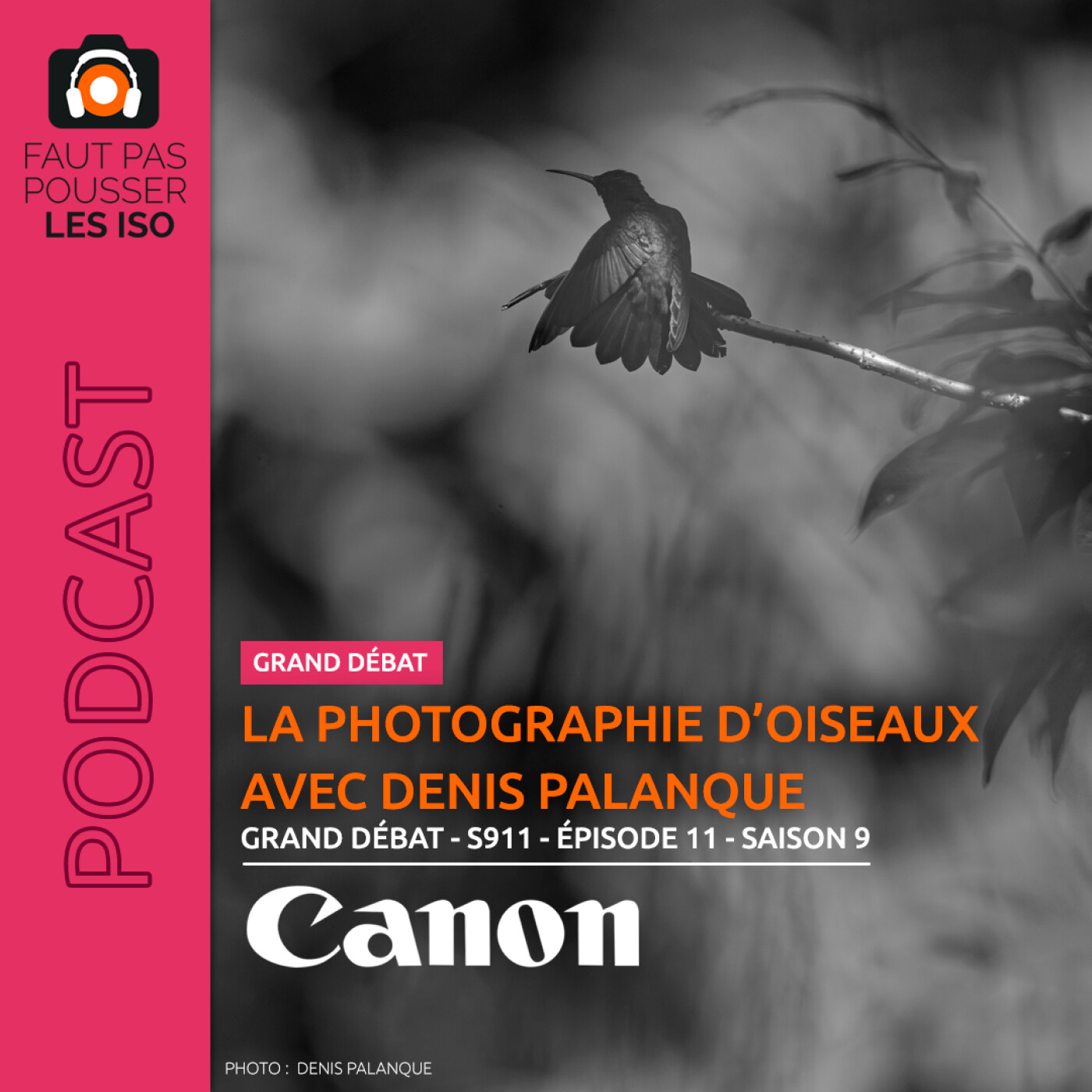 LE GRAND DÉBAT - S911 - PHOTOGRAPHIER LES OISEAUX