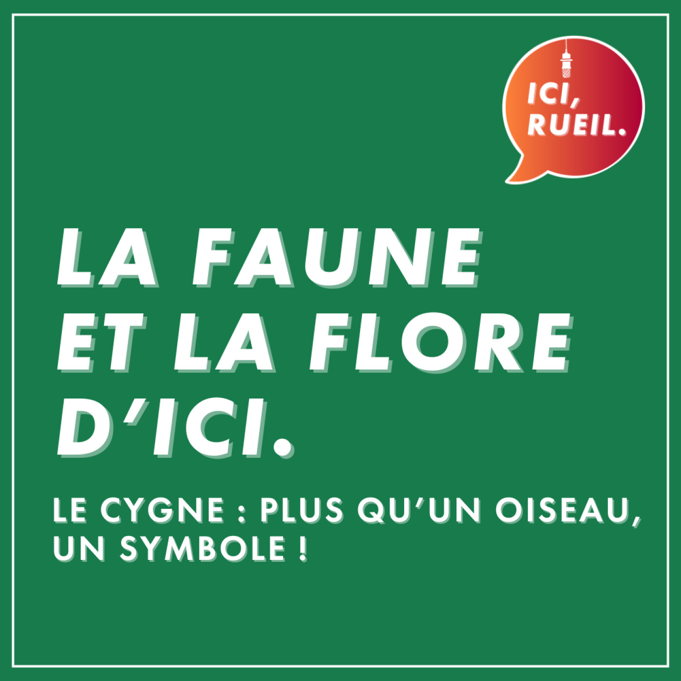 La Faune et la Flore d’Ici : Le cygne, plus qu’un oiseau, un symbole !
