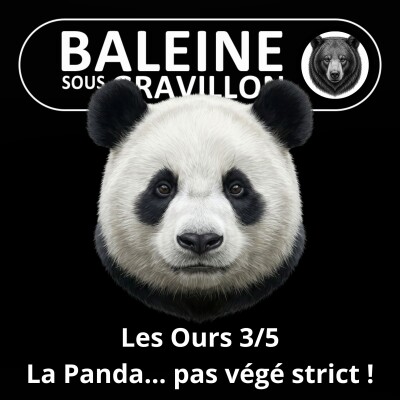 S05E24 Les Ours 3/5 : Le Panda, un carnivore contrarié... et pas si veggie ! (Rémy Marion) cover