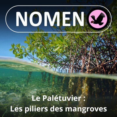 S03E28 Le Palétuvier et sa mangrove cover