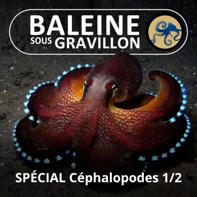 Les Céphalopodes 1/2 : Poulpes, Calmars, Seiches et même... Vampire ! (Marjorie Roscian) cover