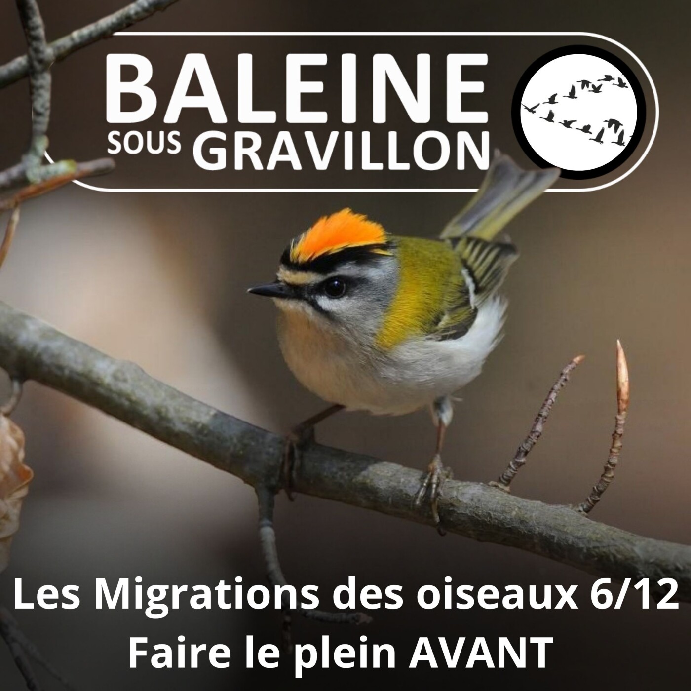 S04E22 Les Migrations des Oiseaux 6/12 : Faire le plein avant le décollage episode artwork