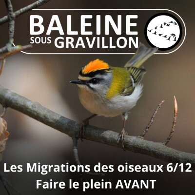 S04E22 Les Migrations des Oiseaux 6/12 : Faire le plein avant le décollage cover