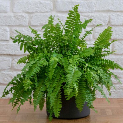 La fougère de Boston : un must pour votre intérieur cover