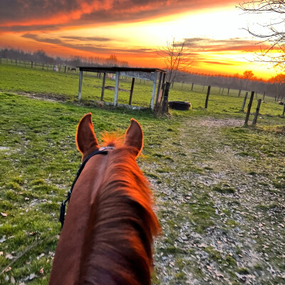 🐎 Dressage • D’abord un bon cheval d’extérieur cover