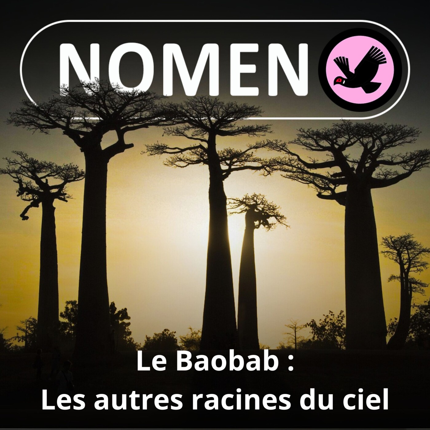 SPÉCIAL BAOBAB : Les autres racines du ciel