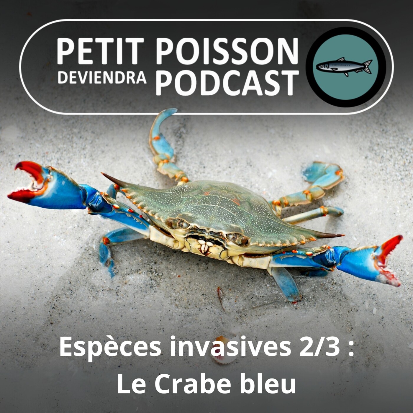 Petit Poisson deviendra Podcast