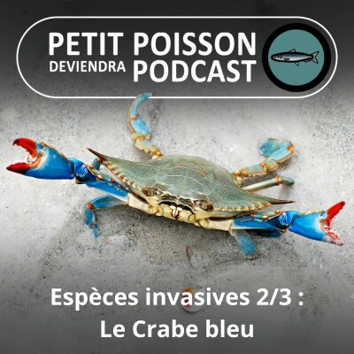 S01E44 Espèces invasives 2/3 : Le Crabe bleu, un gringo passé à l'Est... de l'Atlantique cover