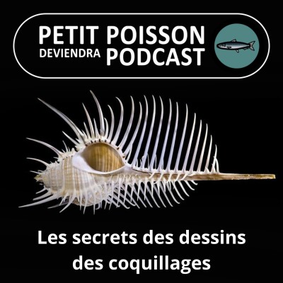BEST OF D'ÉTÉ #19 : Déchiffrer les secrets des dessins des coquillages... (Bill François) cover