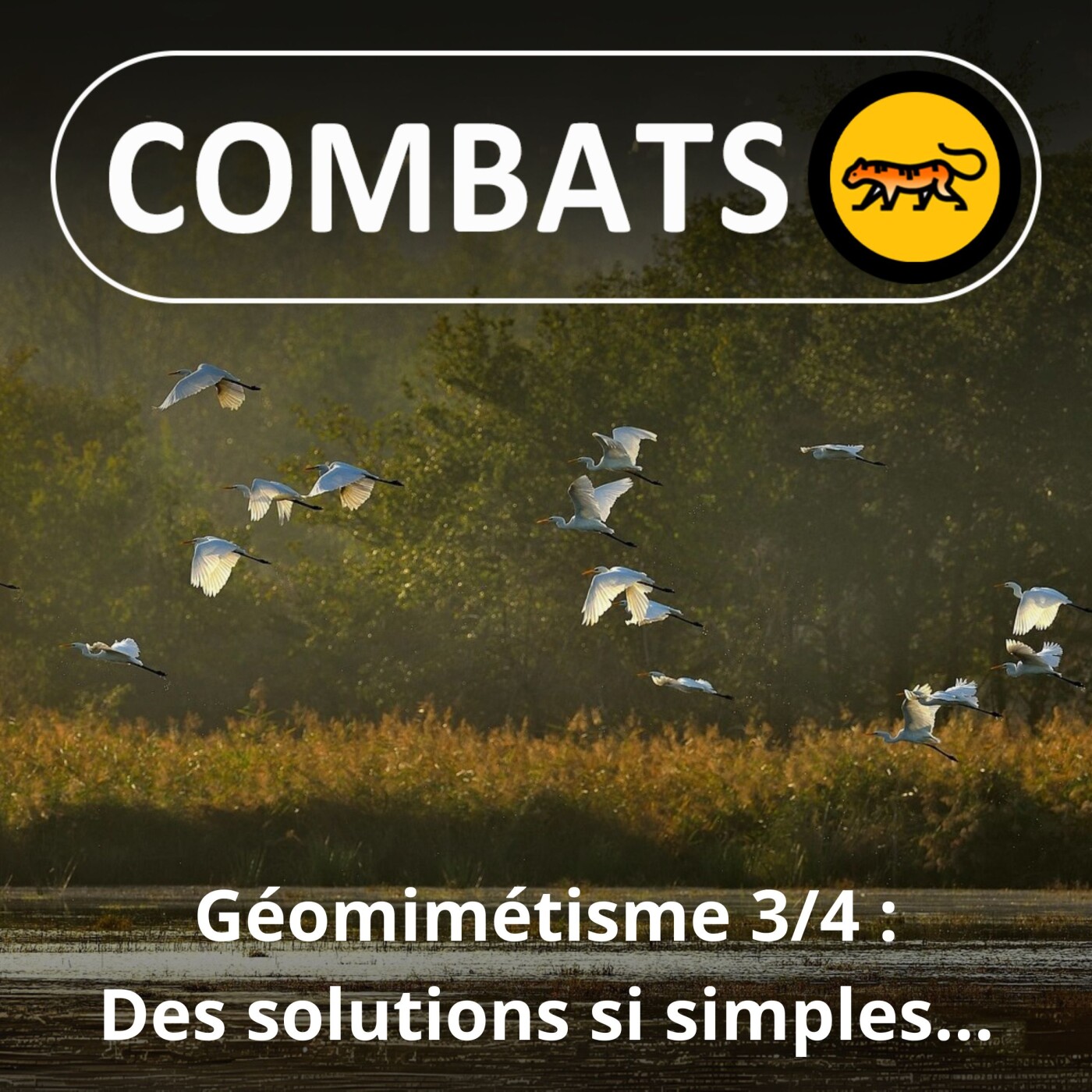 S02E23 Géomimétisme 3/4 : Des solutions si simples... à généraliser