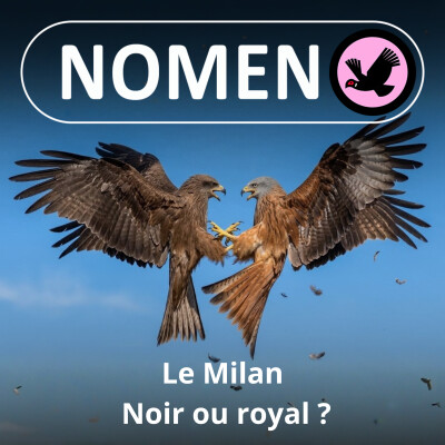S01E14 Le Milan : Quelque chose de noir et autre chose de royal... cover