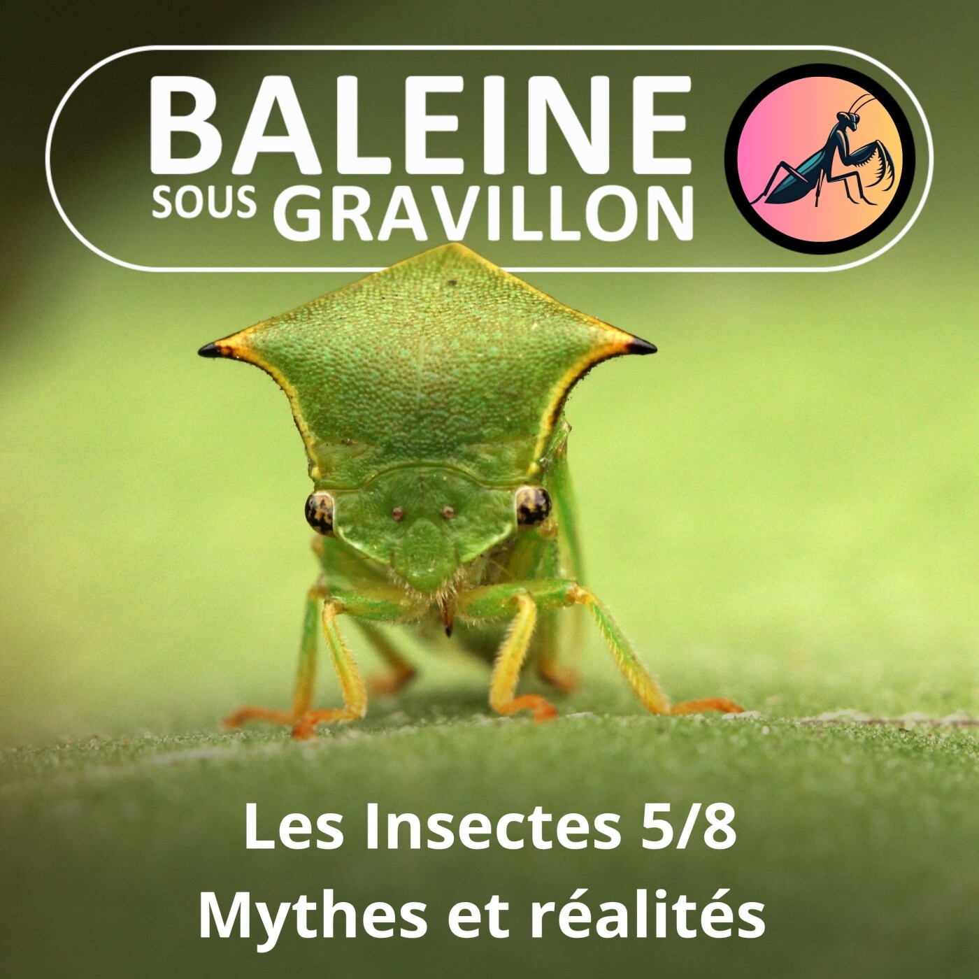 BEST OF D'ÉTÉ #33 Insectes : Mythes et réalités 1/2 (Ennaloel Mateo-Espada)