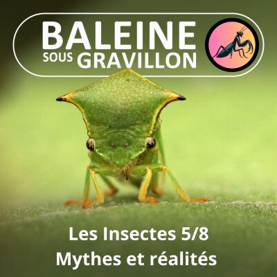 BEST OF D'ÉTÉ #33 Insectes : Mythes et réalités 1/2 (Ennaloel Mateo-Espada) cover