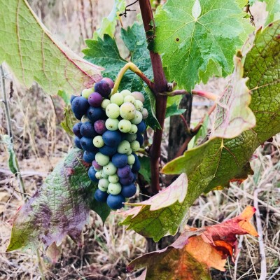 マーガレットの花の香りがするワイン cover