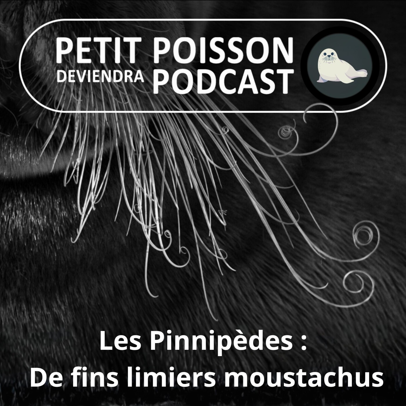 S05E30 Les Pinnipèdes : De fins limiers moustachus