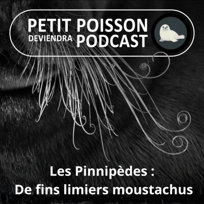 S05E30 Les Pinnipèdes : De fins limiers moustachus cover