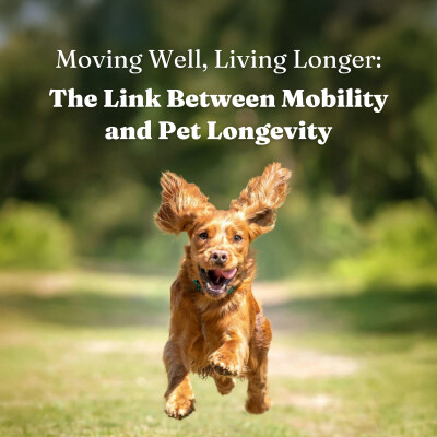 Moving Well, Living Longer: The Link Between Mobility and Pet Longevity cover