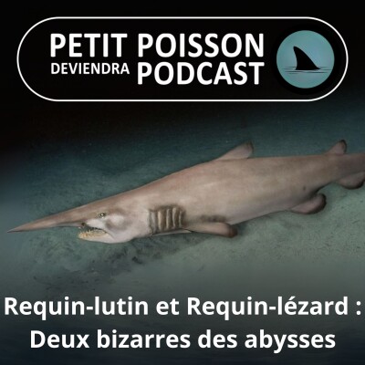 S04E26 Requin-lutin et requin-lézard : Deux bizarres des abysses cover