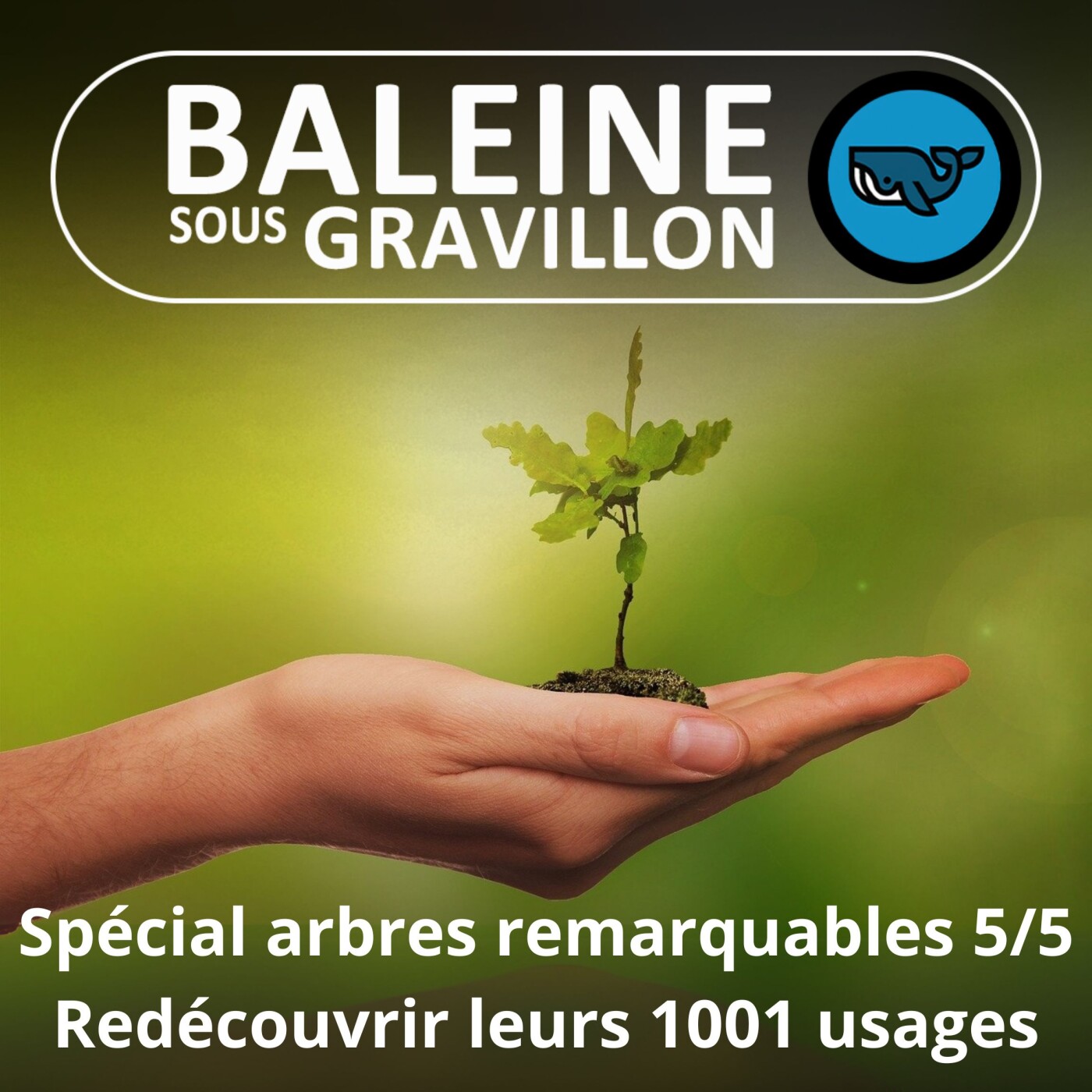 Baleine sous Gravillon